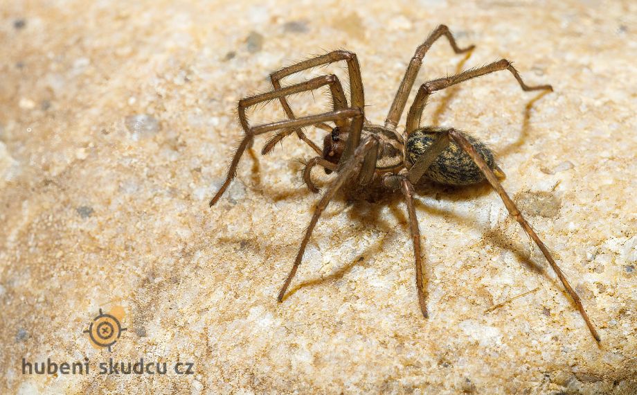Tegenaria domestica pokoutník domácí